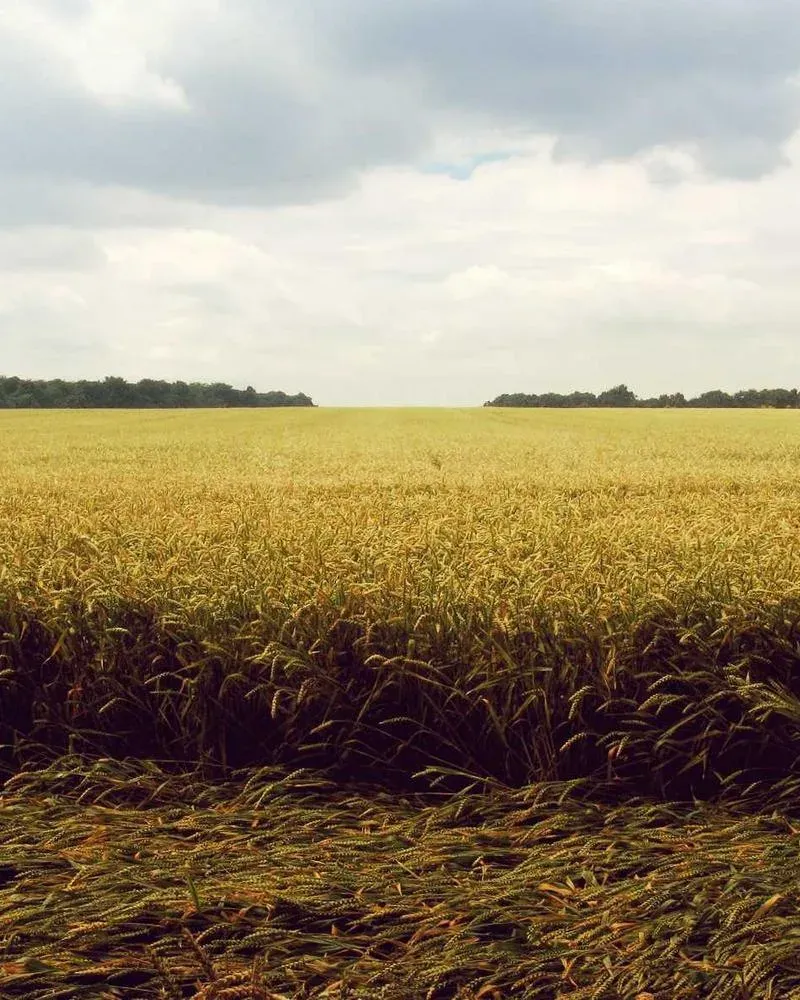 Horizon Classique — 2